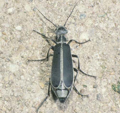 Margined Blister Beetle Adult