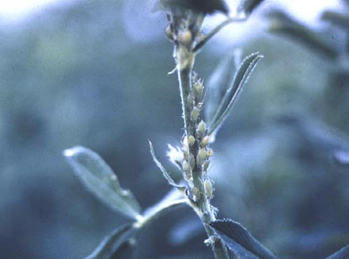 Pea Apids on Alfalfa
