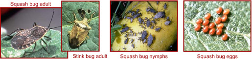 Squash Bug Images