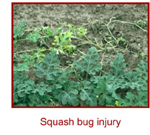 Squash Bug Damage