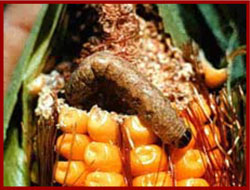 Cutworm Larva feeding on corn ear
