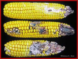 Damaged corn