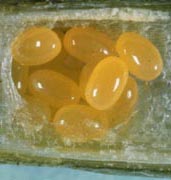 Image of alfalfa weevil eggs
