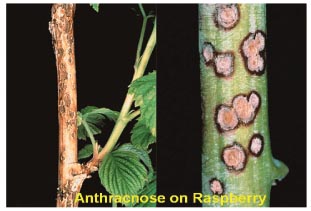 Image of anthracnose on raspberry