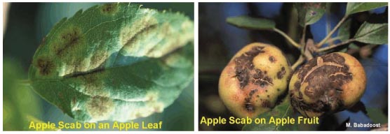 Image of apple scab on leaf and fruit