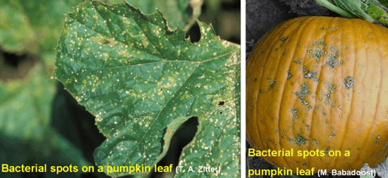 Images showing bacterial leaf spot