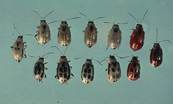 image of bean leaf beetle adults