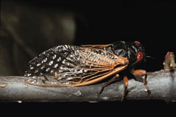 image of periodical cicada