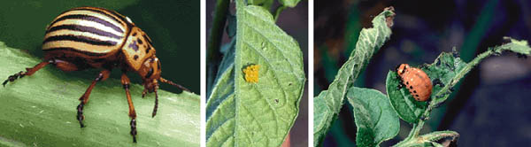 images of colorado potato beetles