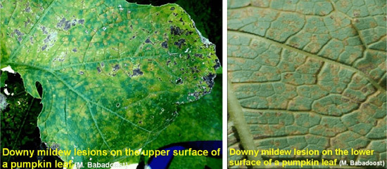 Images showing downy mildew