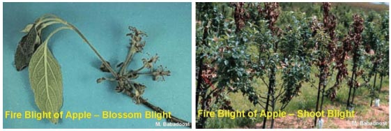 Images of fire blight of apple