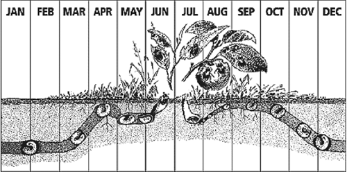 Line art drawing depicting Japanese Beetle life cycle.