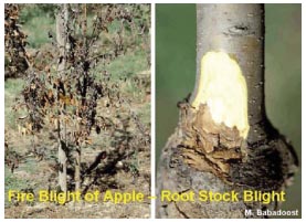 Image of fire blight and root stock blight
