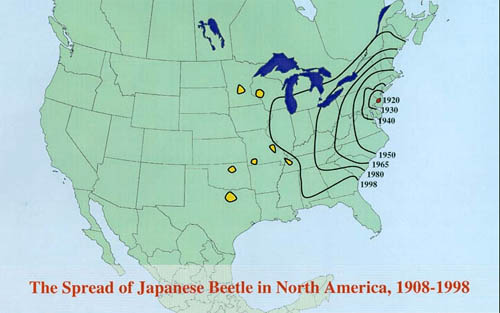 Map showing spread of Japanese Beetles in the U.S.